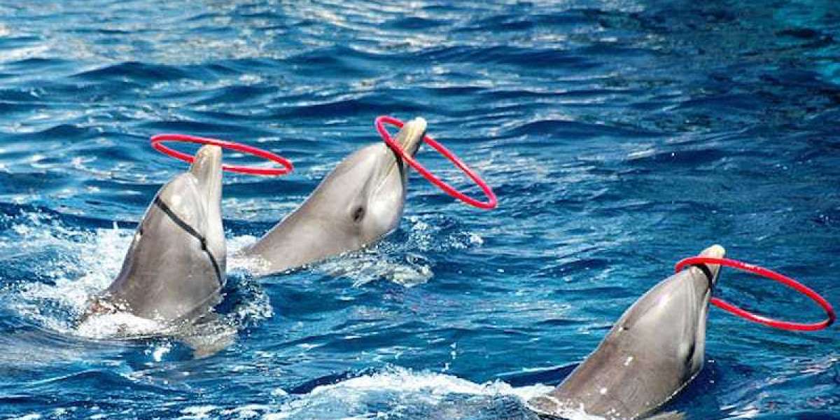 Top Reasons to Attend the Dolphin Show Dubai